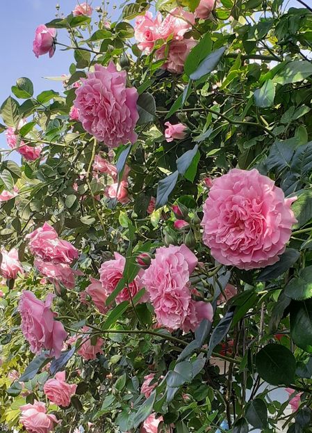  - 00 TRANDAFIRI 2022