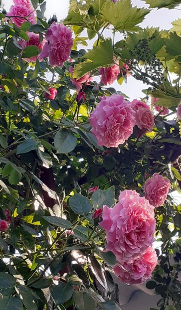  - 00 TRANDAFIRI 2022