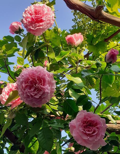  - 00 TRANDAFIRI 2022