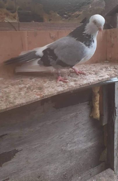 received_996818770994909 - 4-Jucatori de Galati