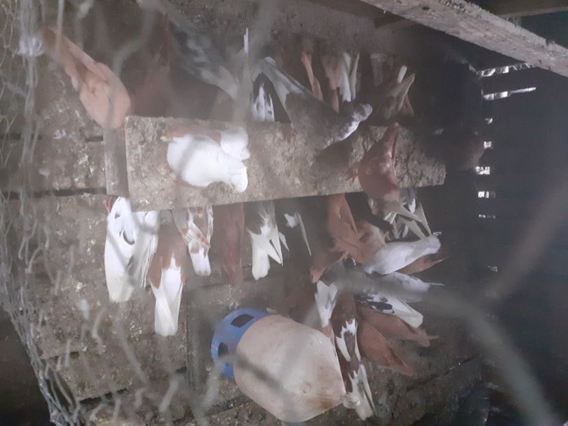  - 8-Jucatorii de Ardeal vechi