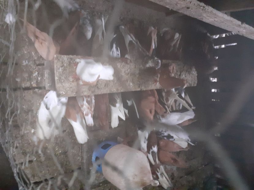  - 8-Jucatorii de Ardeal vechi