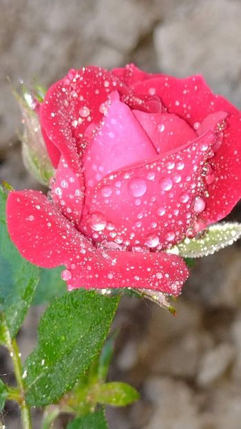  - Trandafiri din gradina mea