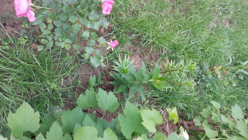  - Trandafiri din gradina mea