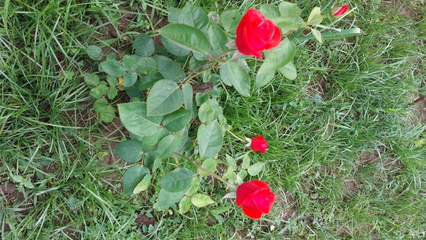  - Trandafiri din gradina mea