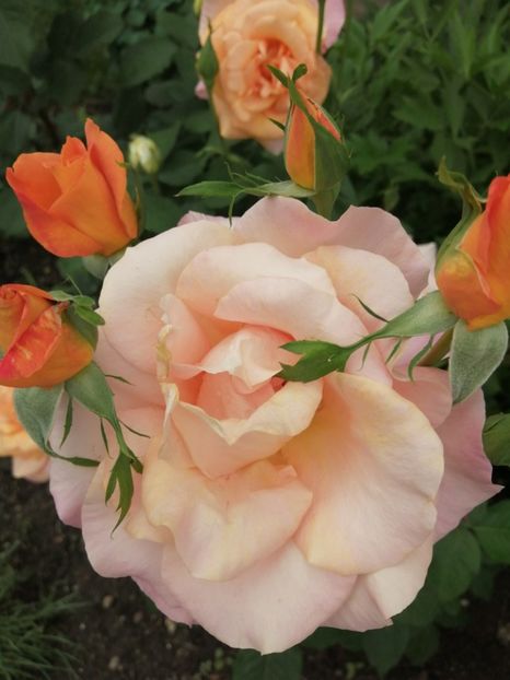  - Trandafiri 2020_2022 2023