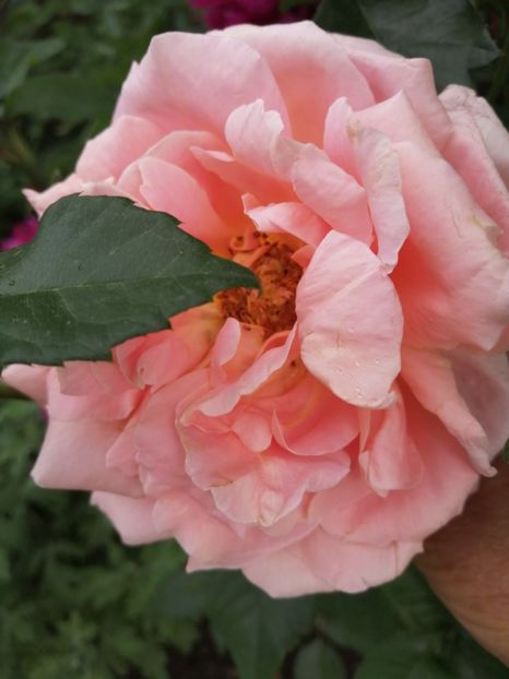  - Trandafiri 2020_2022 2023