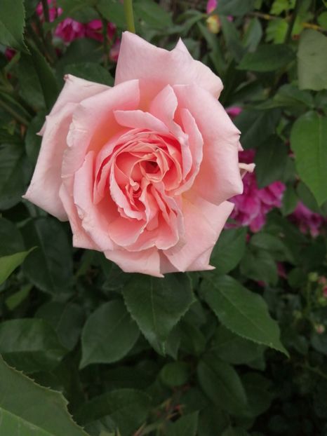  - Trandafiri 2020_2022 2023