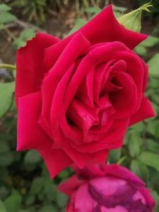  - Trandafiri 2020_2022 2023