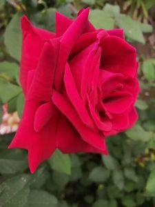  - Trandafiri 2020_2022 2023