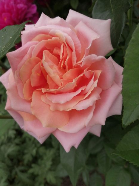  - Trandafiri 2020_2022 2023