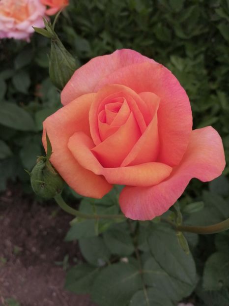  - Trandafiri 2020_2022 2023