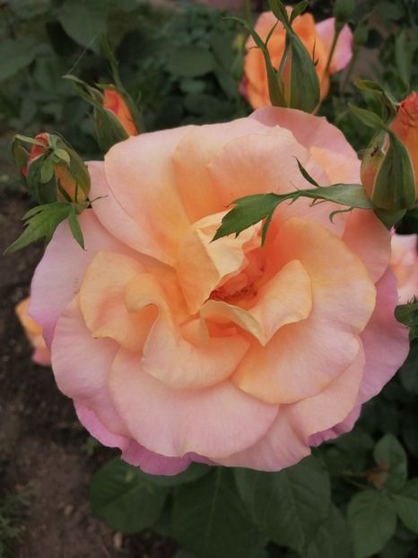  - Trandafiri 2020_2022 2023