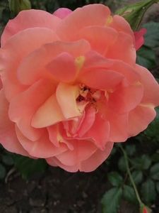  - Westerland parfumat urcator