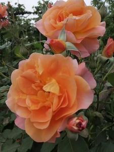  - Westerland parfumat urcator