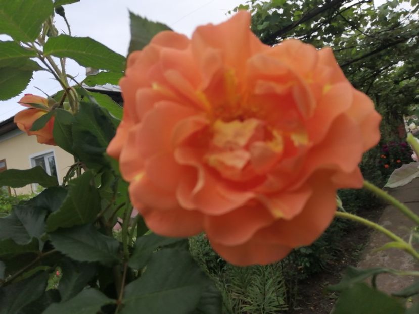  - Westerland parfumat urcator