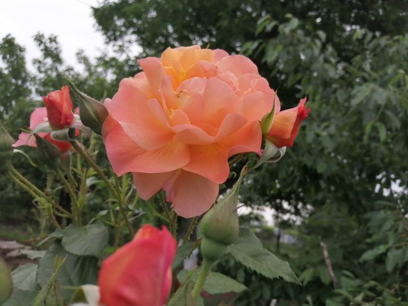  - Westerland parfumat urcator