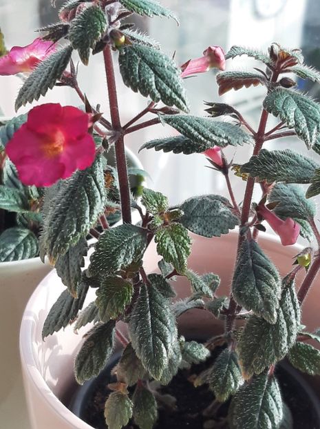 Xachimenantha Chancey Marie - achimenes 2022