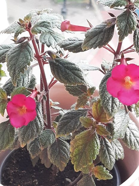 Xachimenantha Chancey Marie - achimenes 2022