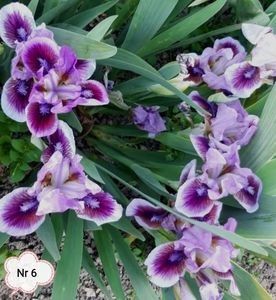  - 2023 IRISI PITICI DISPONIBILI