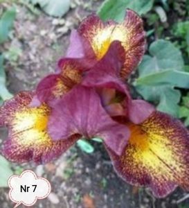  - 2023 IRISI PITICI DISPONIBILI