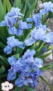  - 2023 IRISI PITICI DISPONIBILI