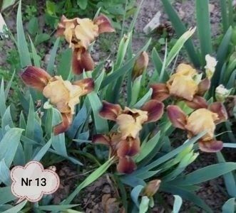  - 2023 IRISI PITICI DISPONIBILI