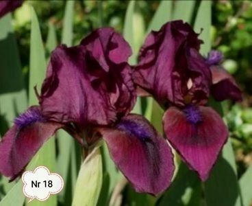  - 2023 IRISI PITICI DISPONIBILI