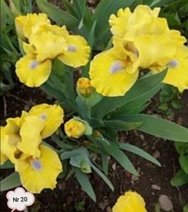  - 2023 IRISI PITICI DISPONIBILI