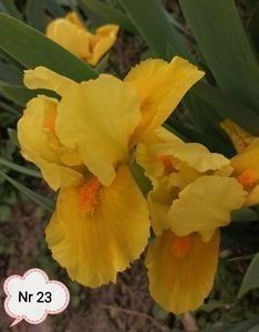  - 2023 IRISI PITICI DISPONIBILI