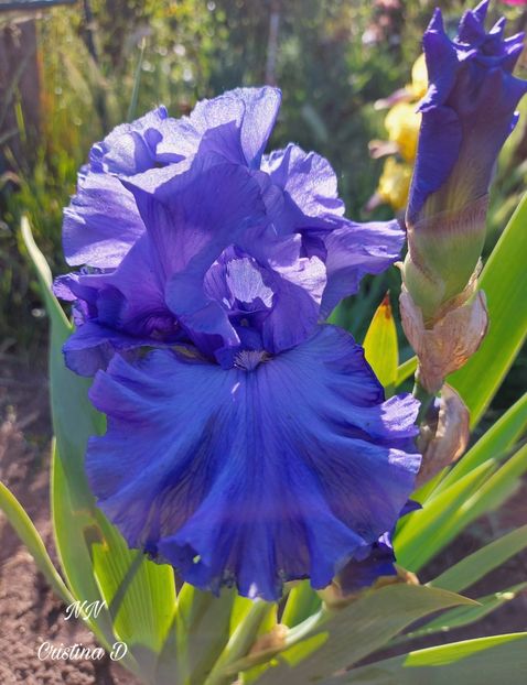 Picsart_22-05-27_08-46-59-773 - IRISII MEI