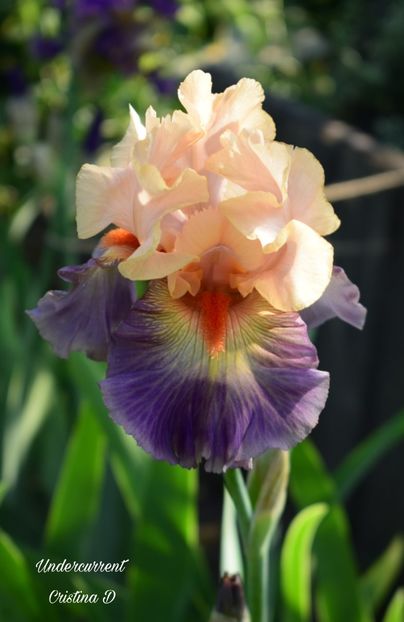 Picsart_22-05-27_01-24-29-844 - IRISII MEI