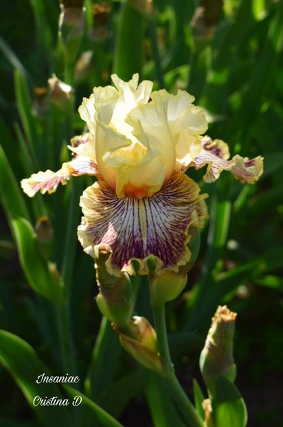 Picsart_22-05-27_01-17-18-563 - IRISII MEI