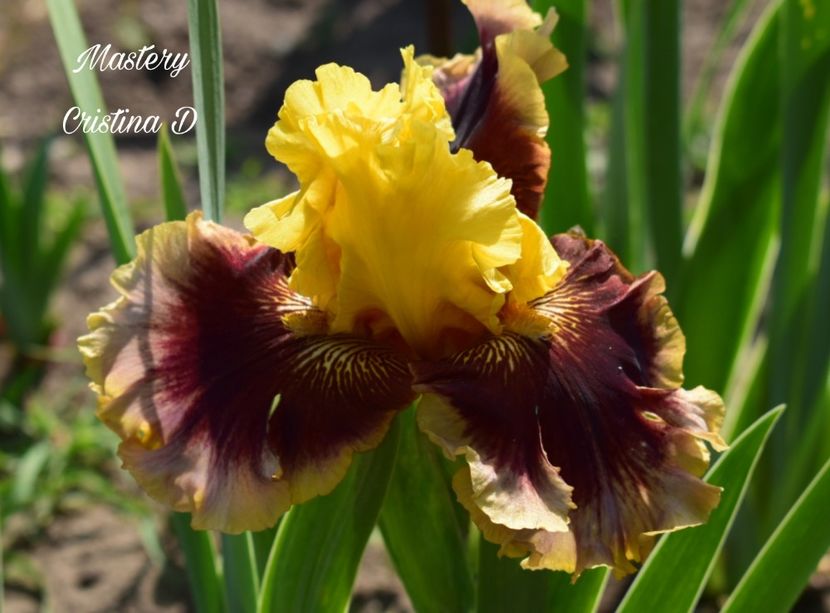 Picsart_22-05-27_00-17-05-775 - IRISII MEI