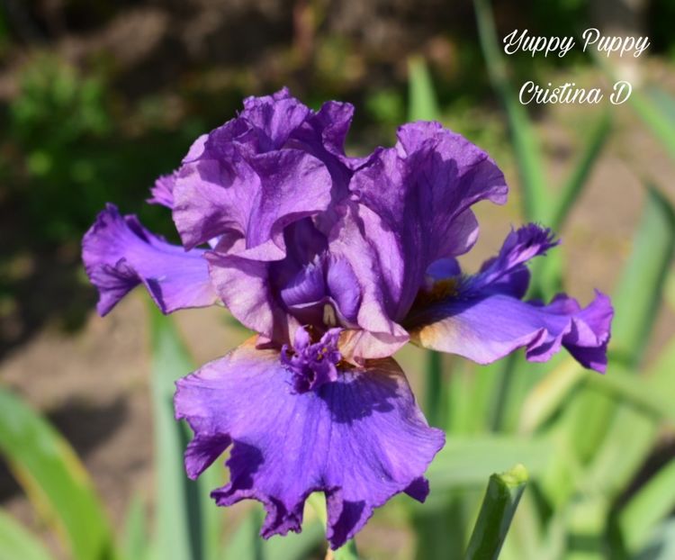 Picsart_22-05-27_00-30-32-124 - IRISII MEI