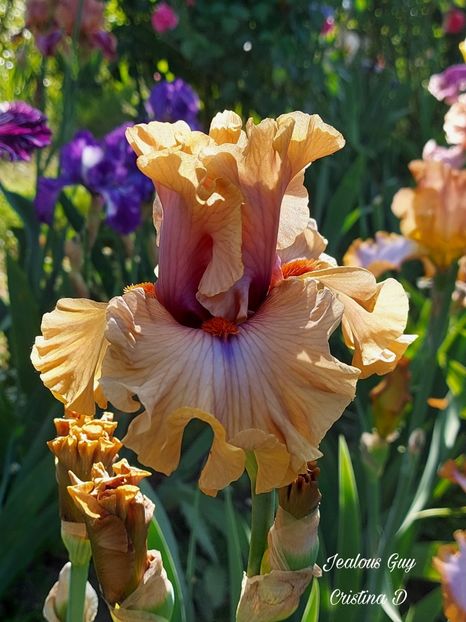 Picsart_22-05-26_19-18-59-680 - IRISII MEI