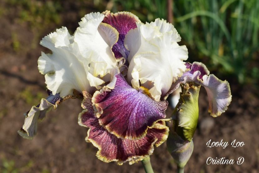 Picsart_22-05-26_09-04-18-926 - IRISII MEI