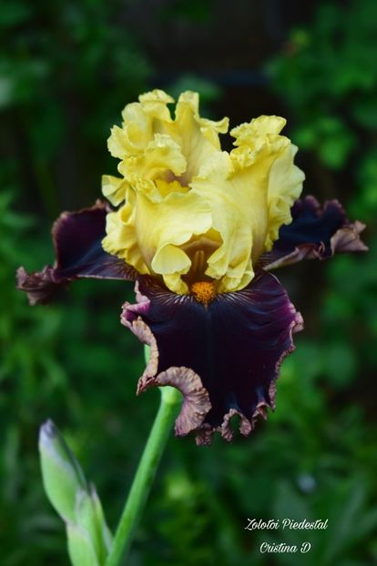 Picsart_22-05-26_09-02-52-494 - IRISII MEI