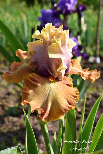 Picsart_22-05-26_08-33-14-097 - IRISII MEI