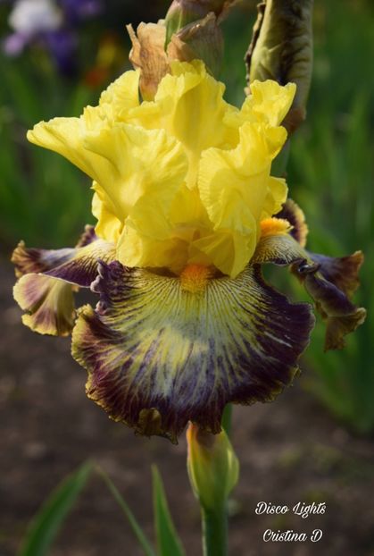 Picsart_22-05-25_00-00-07-901 - IRISII MEI