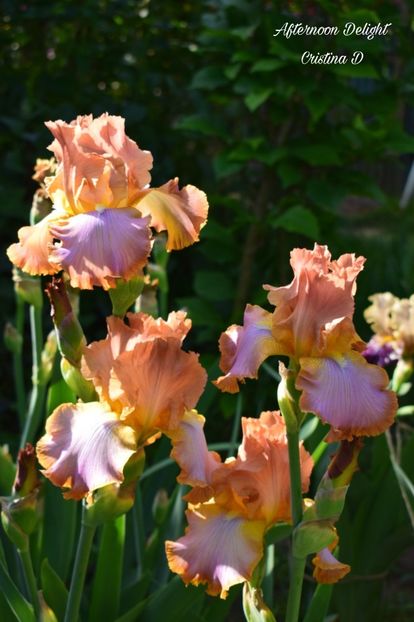 Picsart_22-05-24_22-29-30-369 - IRISII MEI