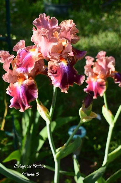 Picsart_22-05-24_22-32-21-718 - IRISII MEI