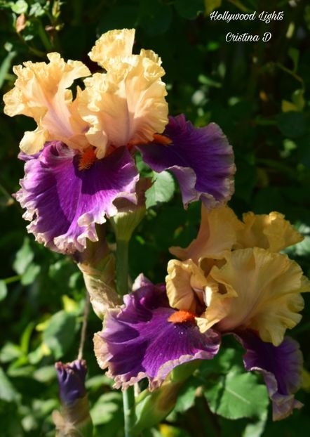 Picsart_22-05-24_22-50-50-235 - IRISII MEI