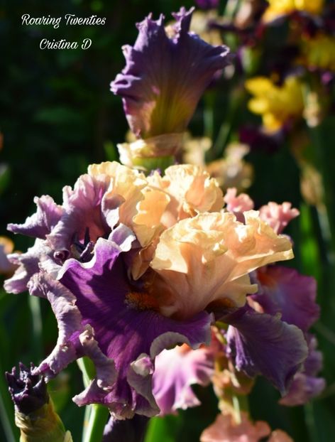 Picsart_22-05-24_22-28-02-934 - IRISII MEI