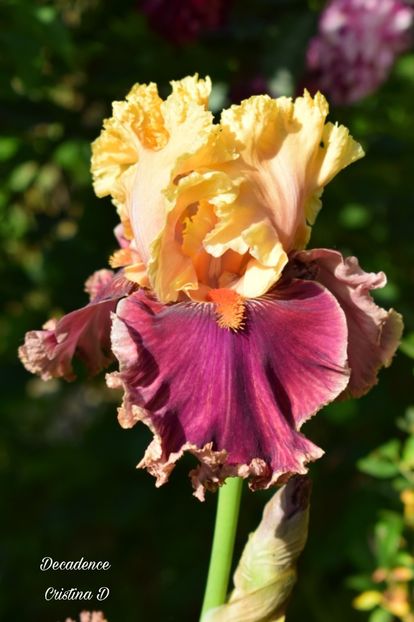 Picsart_22-05-24_22-48-53-154 - IRISII MEI