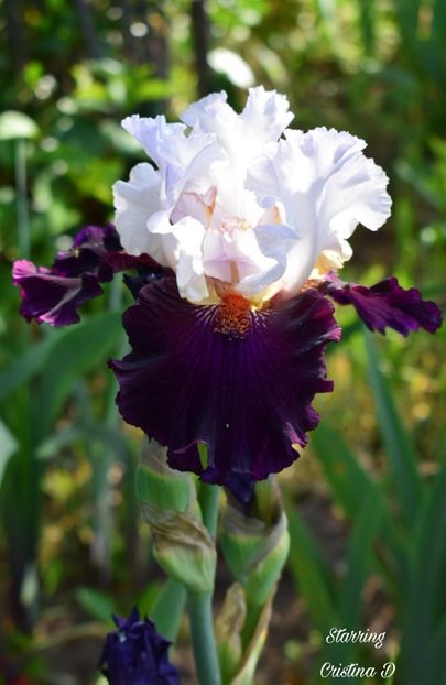 Picsart_22-05-24_22-33-23-343 - IRISII MEI