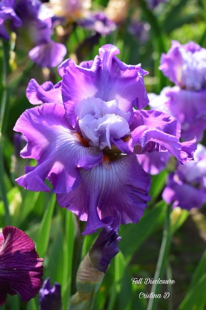 Picsart_22-05-24_23-00-22-580 - IRISII MEI