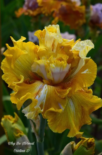 Picsart_22-05-24_23-02-22-168 - IRISII MEI