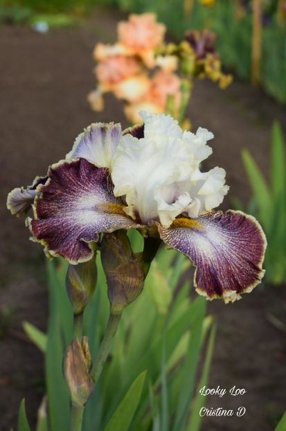 Picsart_22-05-24_23-15-35-932 - IRISII MEI