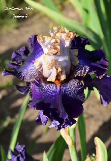 Picsart_22-05-24_23-48-21-835 - IRISII MEI